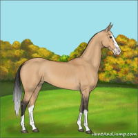Horse Color:Bay Dun Splash 