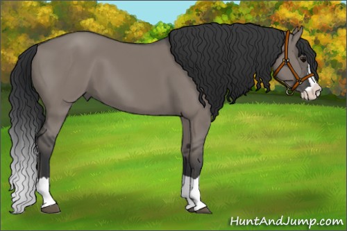 Horse Color:Grullo Splash