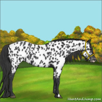 Horse Color:Black Near Leopard 