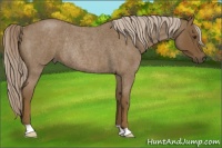 Horse Color:Chocolate Palomino Roan Rabicano 
