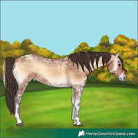 Horse Color:Bay Ice Onyx 