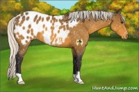 Horse Color:Silver Buckskin Appaloosa 