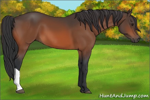 Horse Color:Brown 