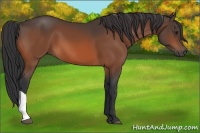 Horse Color:Brown 