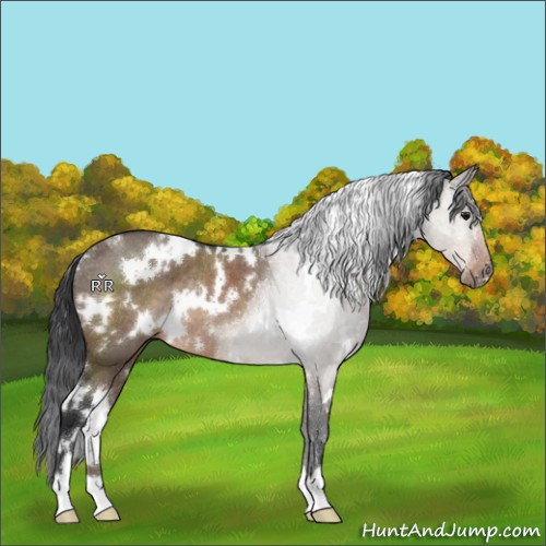 Horse Color:White Spotted Brown Dun Rabicano 