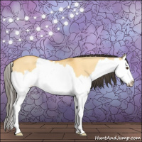 Horse Color:Buckskin Dun Splash 