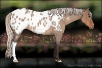 Horse Color:Silver Brown Roan Dun Appaloosa 