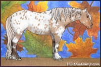 Horse Color:White Spotted Silver Brown Roan Dun Appaloosa 