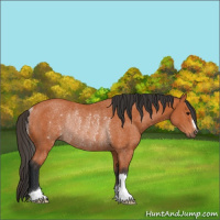 Horse Color:Bay Rabicano 