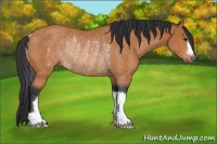 Horse Color:Bay Rabicano 