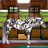 Horse Color:Liver Chestnut Appaloosa