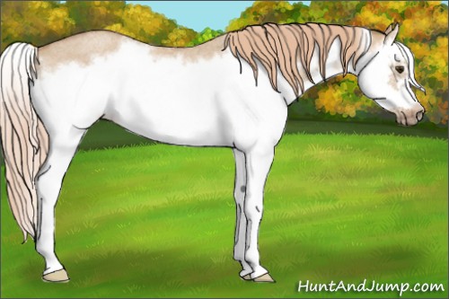 Horse Color:Red Dun Roan Splash Frame Rabicano