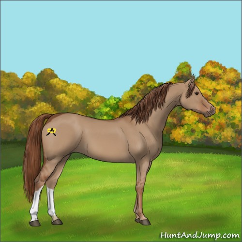 Horse Color:Red Dun 