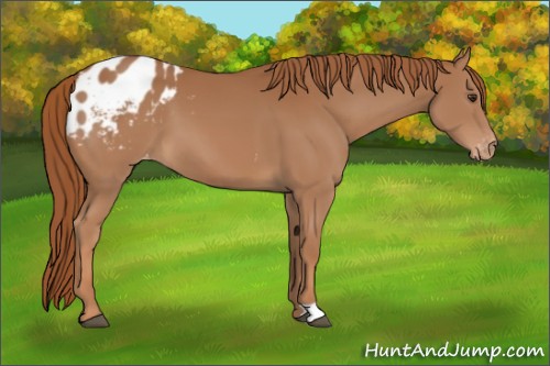 Horse Color:Chestnut Appaloosa 