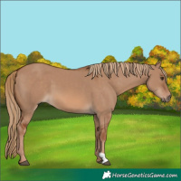 Horse Color:Red Dun