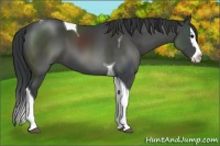Horse Color:Black Sabino Splash Tobiano 