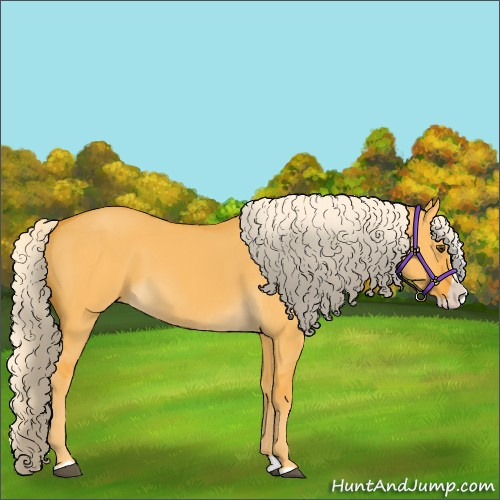 Horse Color:Palomino Dun Splash