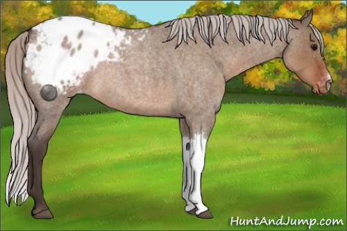 Horse Color:Silver Brown Roan Dun Appaloosa 