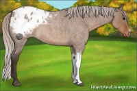 Horse Color:Silver Brown Roan Dun Appaloosa