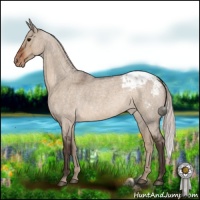 Horse Color:Silver Brown Roan Dun Appaloosa 