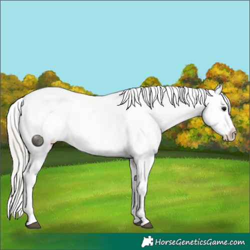 Horse Color:Silver Brown Roan Dun Blanket  and Silver Brown Roan Dun Varnish 