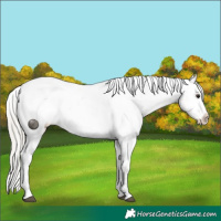Horse Color:Silver Brown Roan Dun Blanket  and Silver Brown Roan Dun Varnish 