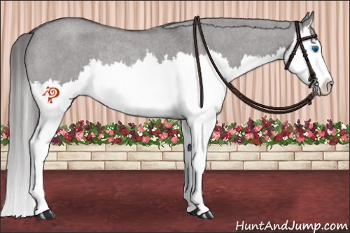 Horse Color:Platinum Smoky Grullo Roan Sabino Splash Appaloosa Rabicano 