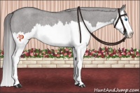 Horse Color:Platinum Smoky Grullo Roan Sabino Splash Appaloosa Rabicano 