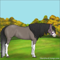 Horse Color:Grullo Splash 