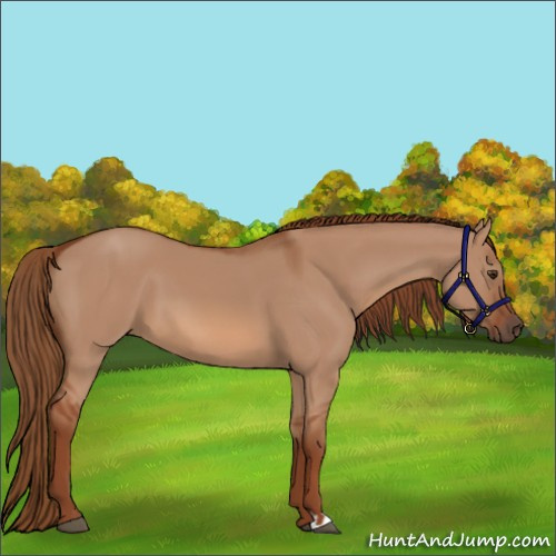 Horse Color:Red Dun 
