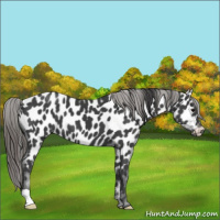 Horse Color:Black Near Leopard 