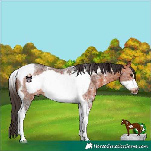 Horse Color:Bay Sabino Tobiano Frame 