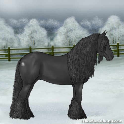 Horse Color:Black 