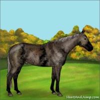 Horse Color:Void White Spotted Silver Brown Roan Dun Appaloosa 