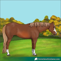 Horse Color:Chestnut 