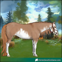 Horse Color:White Spotted Red Dun 