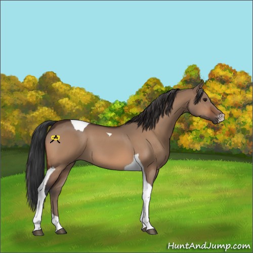 Horse Color:Bay Dun Tobiano 