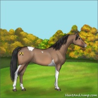 Horse Color:Bay Dun Tobiano