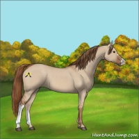 Horse Color:Red Dun 