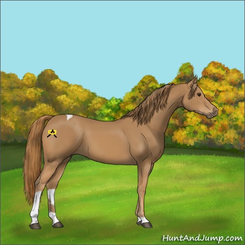 Horse Color:Chestnut Tobiano 