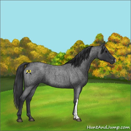 Horse Color:Blue Roan 