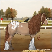 Horse Color:Red Dun Appaloosa 