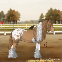 Horse Color:Chestnut Tobiano Blanket Rabicano 