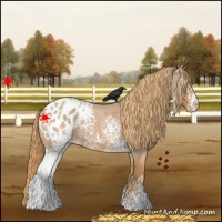 Horse Color:White Spotted Red Roan Appaloosa Rabicano