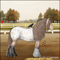 Horse Color:Bay Dun Appaloosa