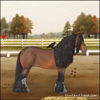 Horse Color:Bay Roan Appaloosa