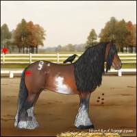 Horse Color:White Spotted Bay Appaloosa