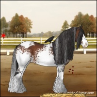 Horse Color:White Spotted Bay Splash Appaloosa
