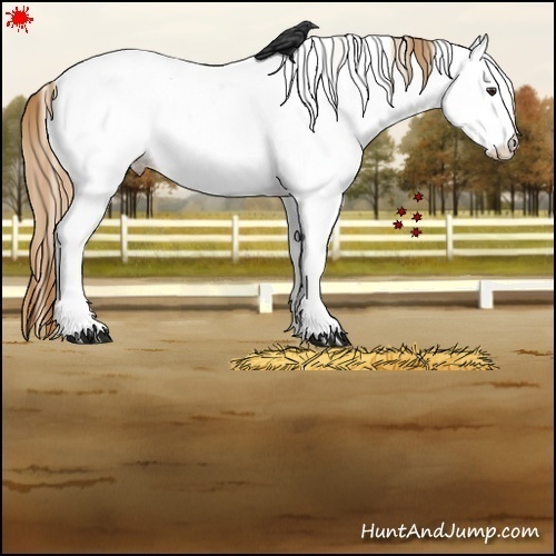 Horse Color:White Spotted Chestnut Appaloosa 