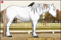 Horse Color:White Spotted Chestnut Near Fewspot